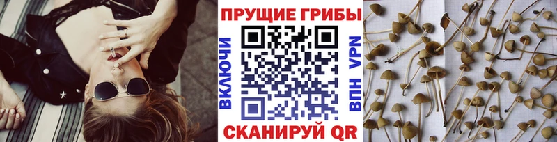 как найти МЕГА как войти Галлюциногенные грибы GOLDEN TEACHER Кувшиново
